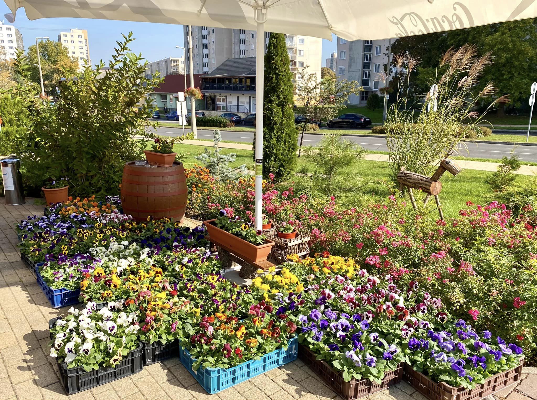 https://kolorline.hu/Virágzóan telt a Kazincbarcikai Városszépítő Egyesület őszi börzéje 