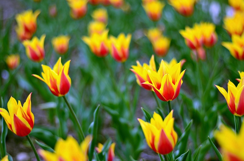 https://kolorline.hu/A tulipán