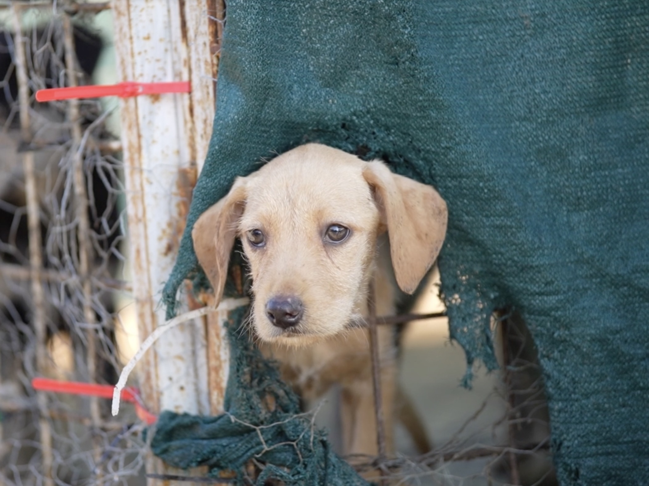 https://kolorline.hu/Felelős kutyatartás Kazincbarcikán is: kötelező ebnyilvántartás és oltás
