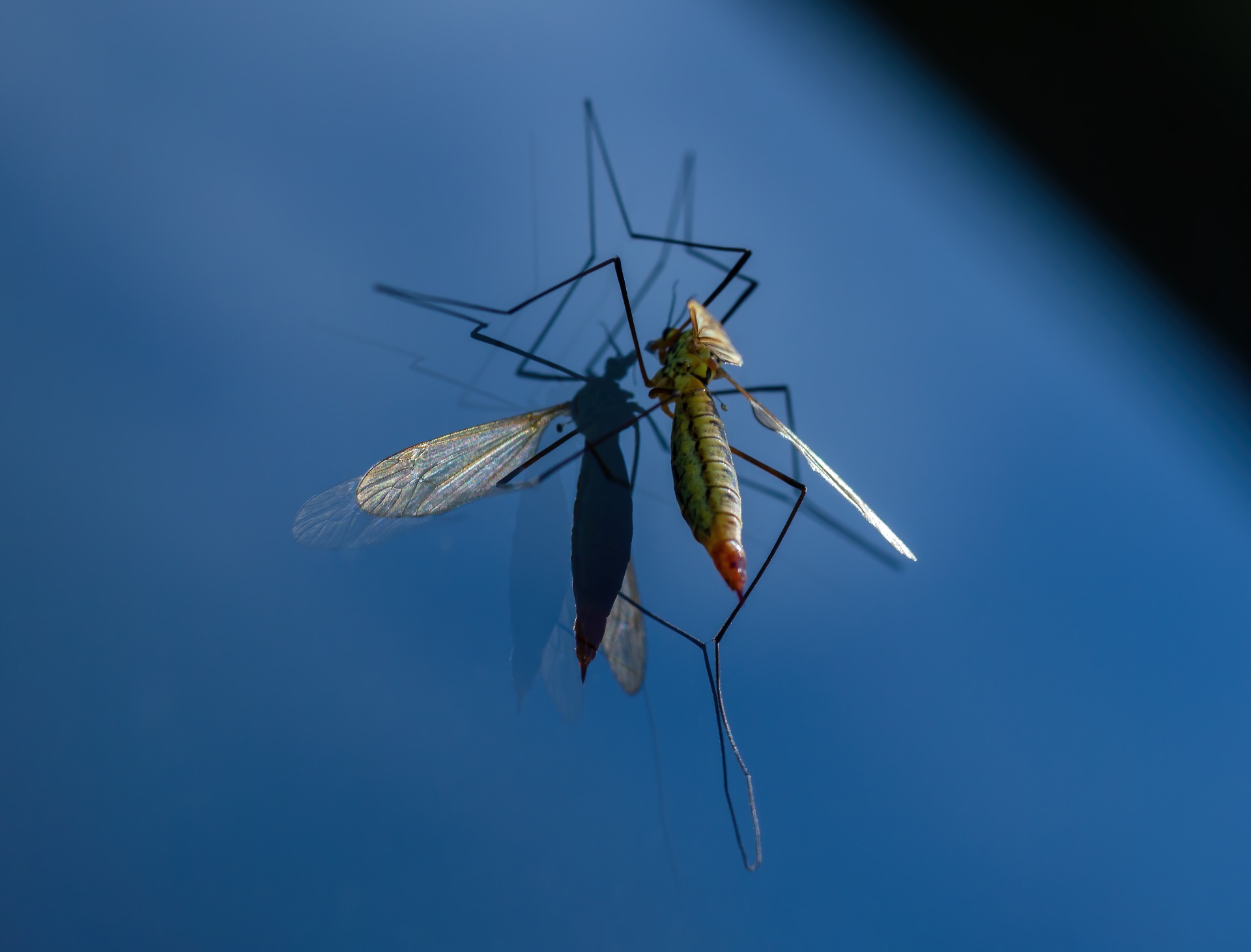 https://kolorline.hu/Folytatódik a szúnyoggyérítés és a szúnyoglárva-irtás Kazincbarcikán