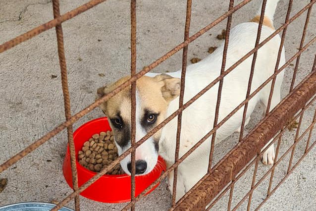 https://kolorline.hu/Kutyatámadás – az állattartás felelőséggel jár