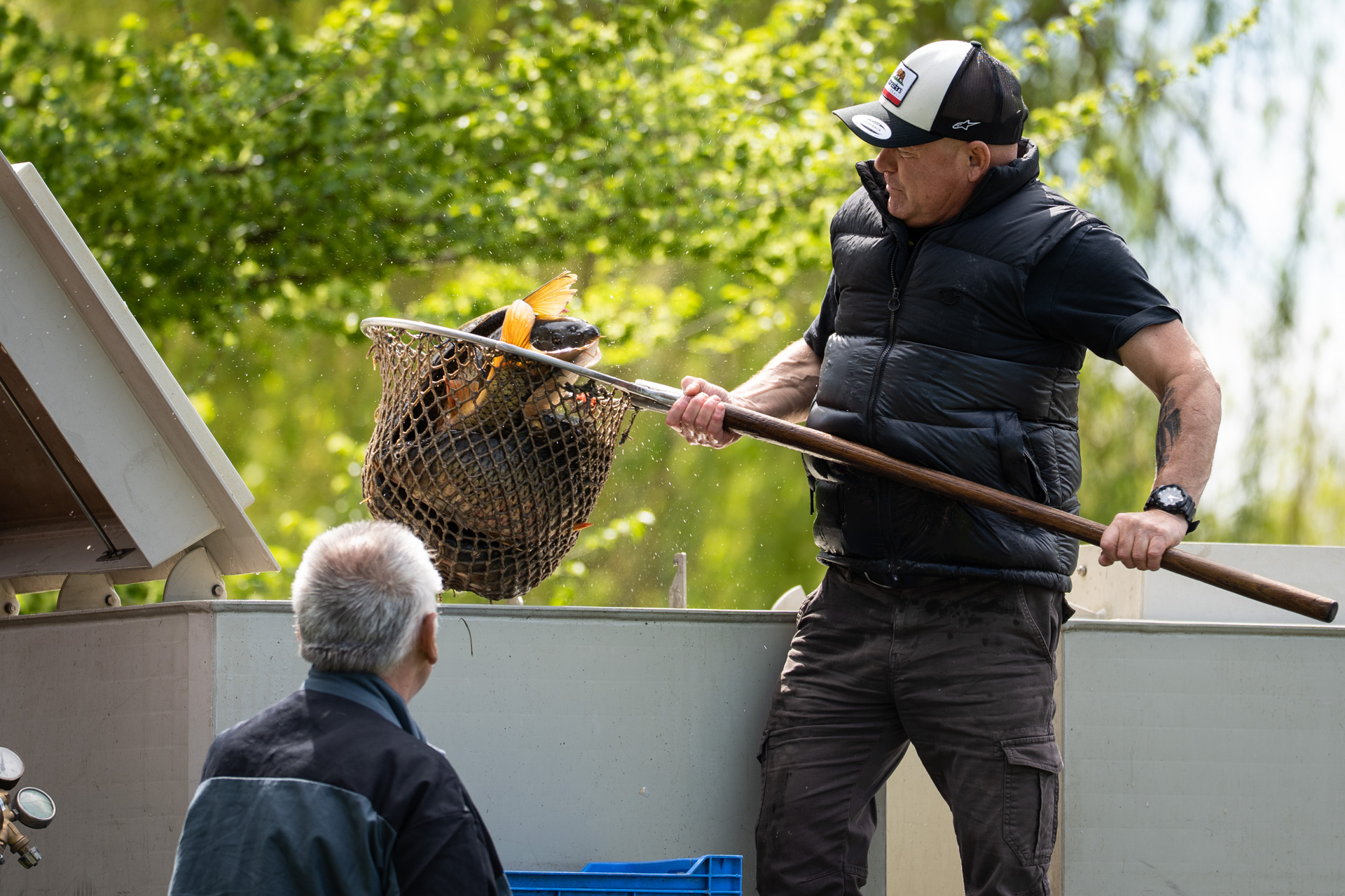 Haltelepítés - Csónakázó-tó