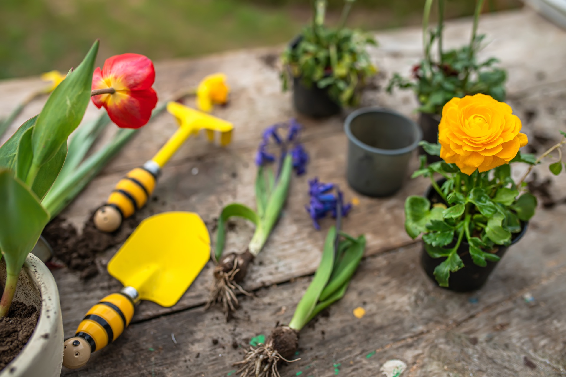 https://kolorline.hu/Ültessünk februárban „bőrszerkós” virágot! — Kazincbarcika főkertészének tanácsai kert- és balkonimádóknak