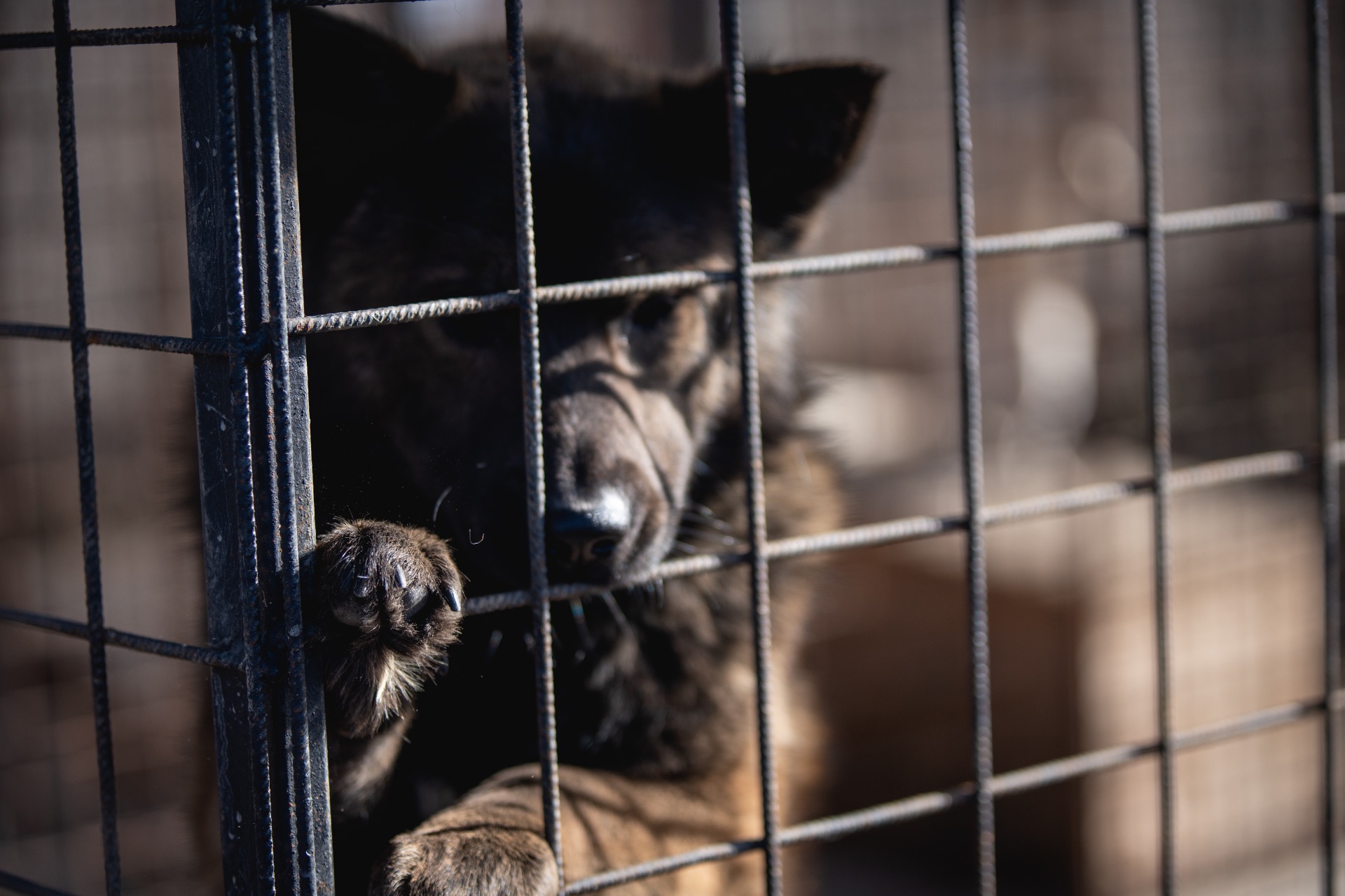 https://kolorline.hu/Nincs kutyahelyzet Kazincbarcikán — a Borsod Állatvédő Alapítványhoz kerülnek a kóbor ebek