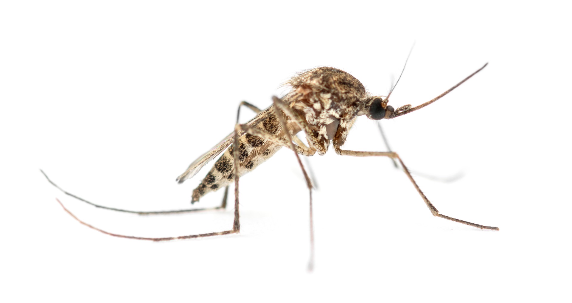 https://kolorline.hu/Folytatódik a harc a szúnyogok ellen