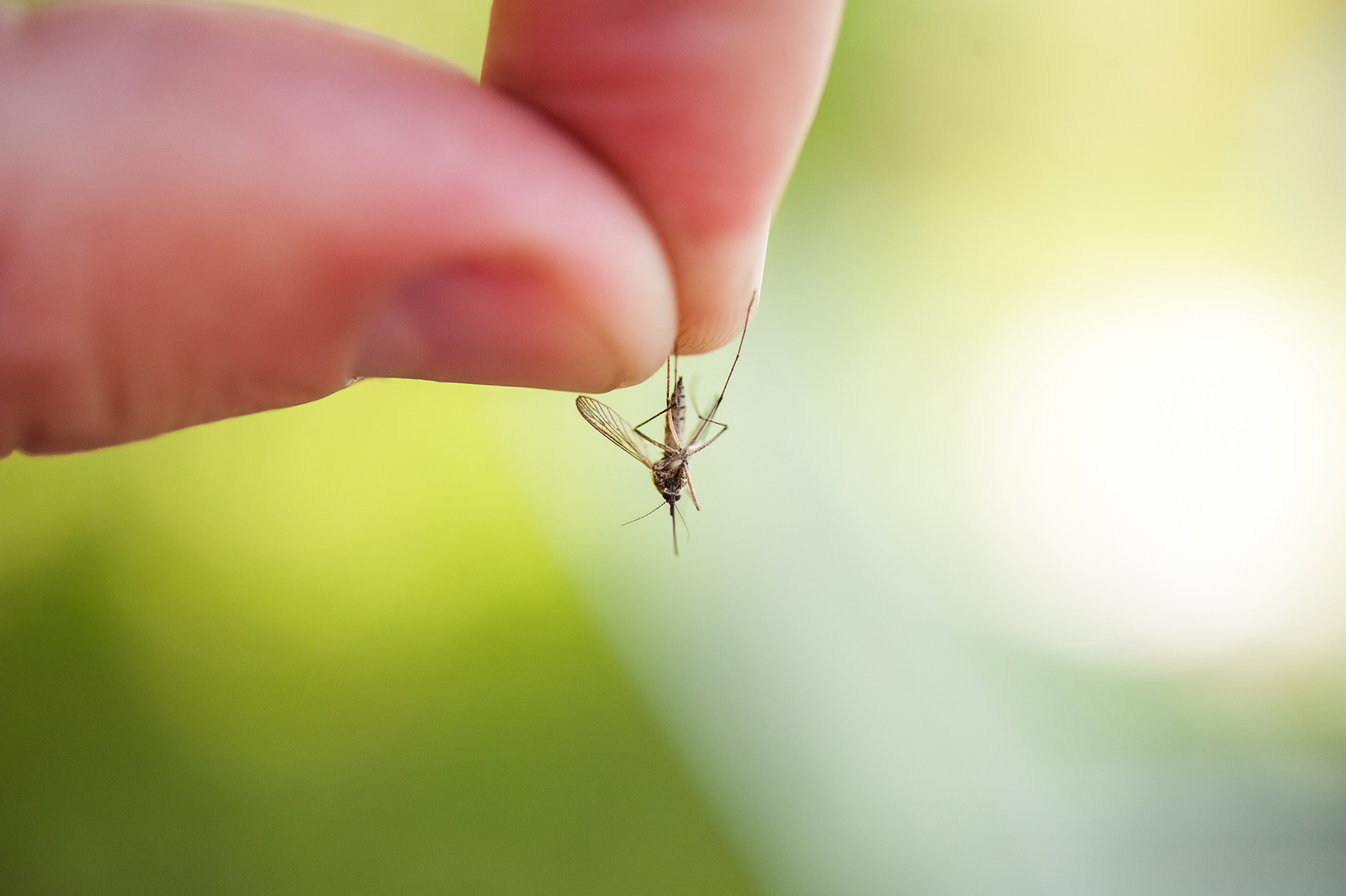 https://kolorline.hu/Lecsapnak a vérszívókra – a héten is irtják a szúnyogokat
