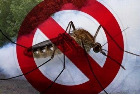 https://kolorline.hu/Lakossági tájékoztató szúnyoggyérítésről