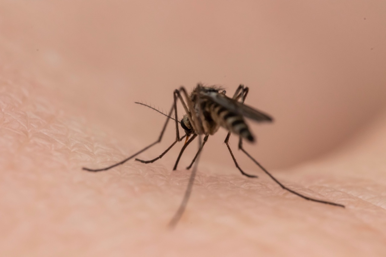 https://kolorline.hu/Földi szúnyoggyérítés Kazincbarcikán  